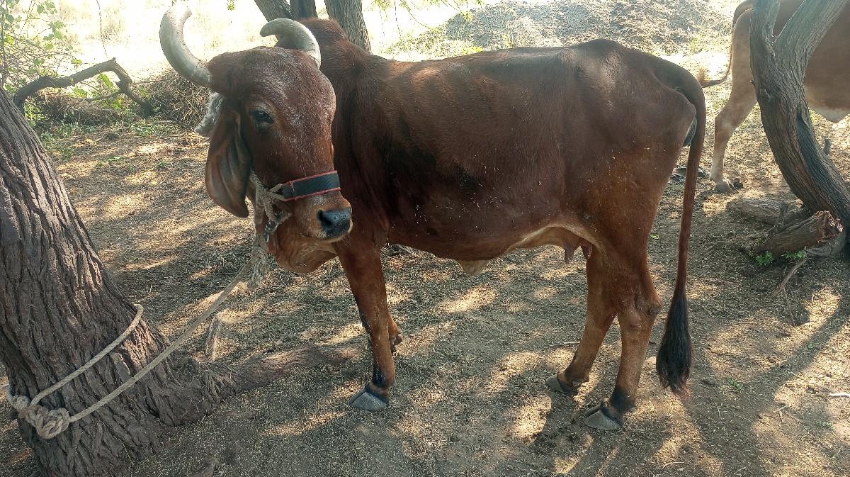 ગાય વેચવાની સે