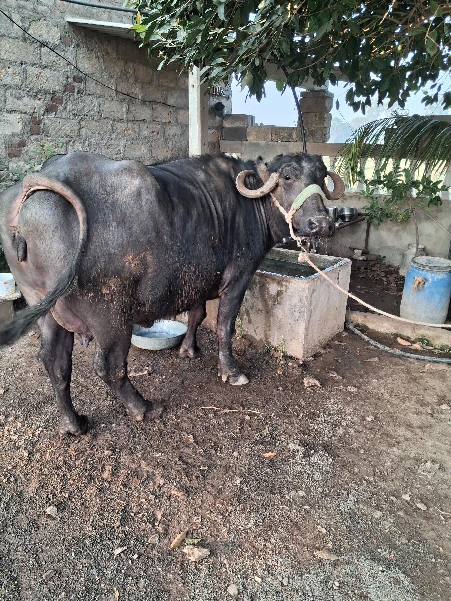 2ju vetar 7 divs ni vyanel