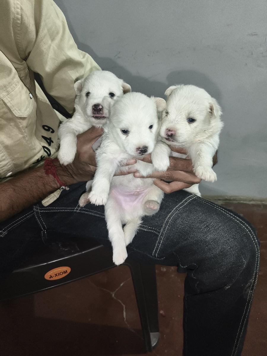 थंबनेल 3