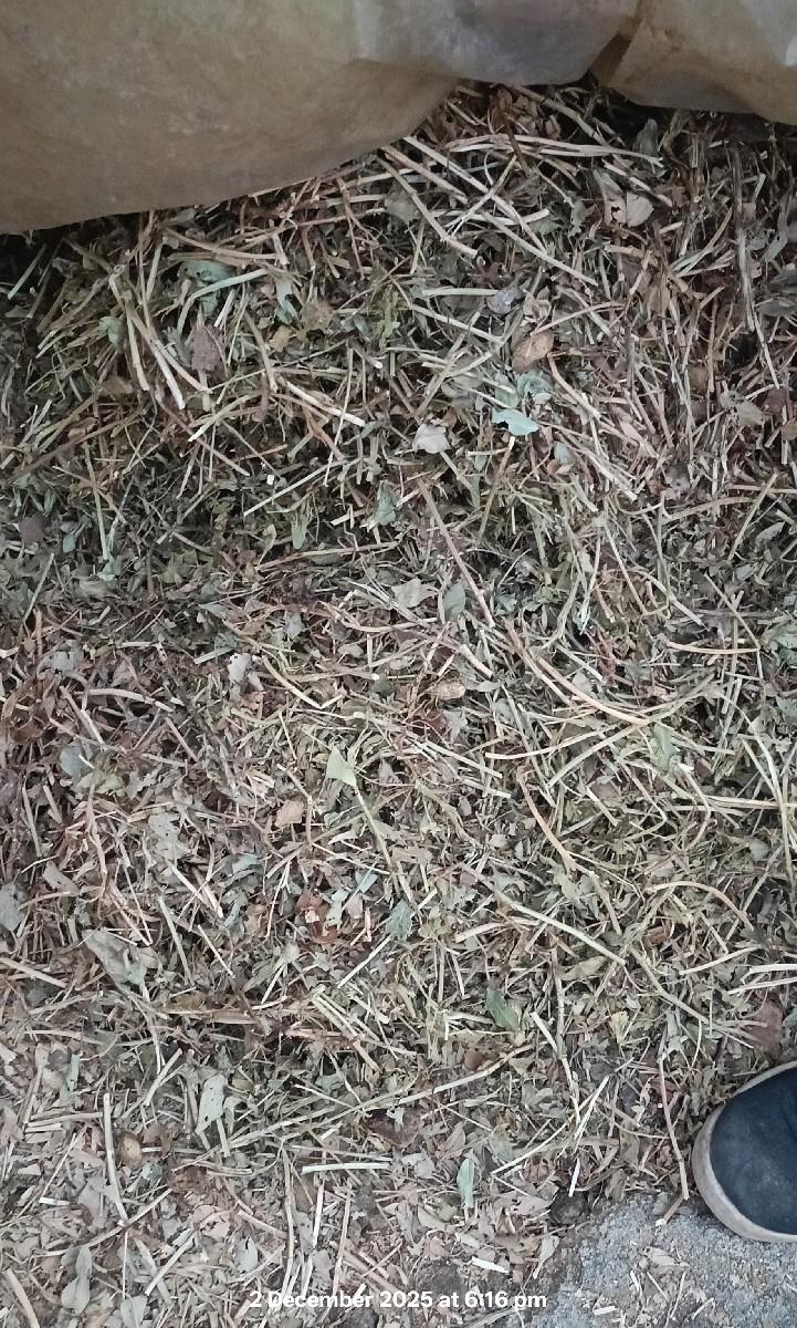 મગફળીનું કોરૂ માંડવ્યું