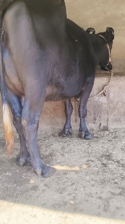 थंबनेल 4