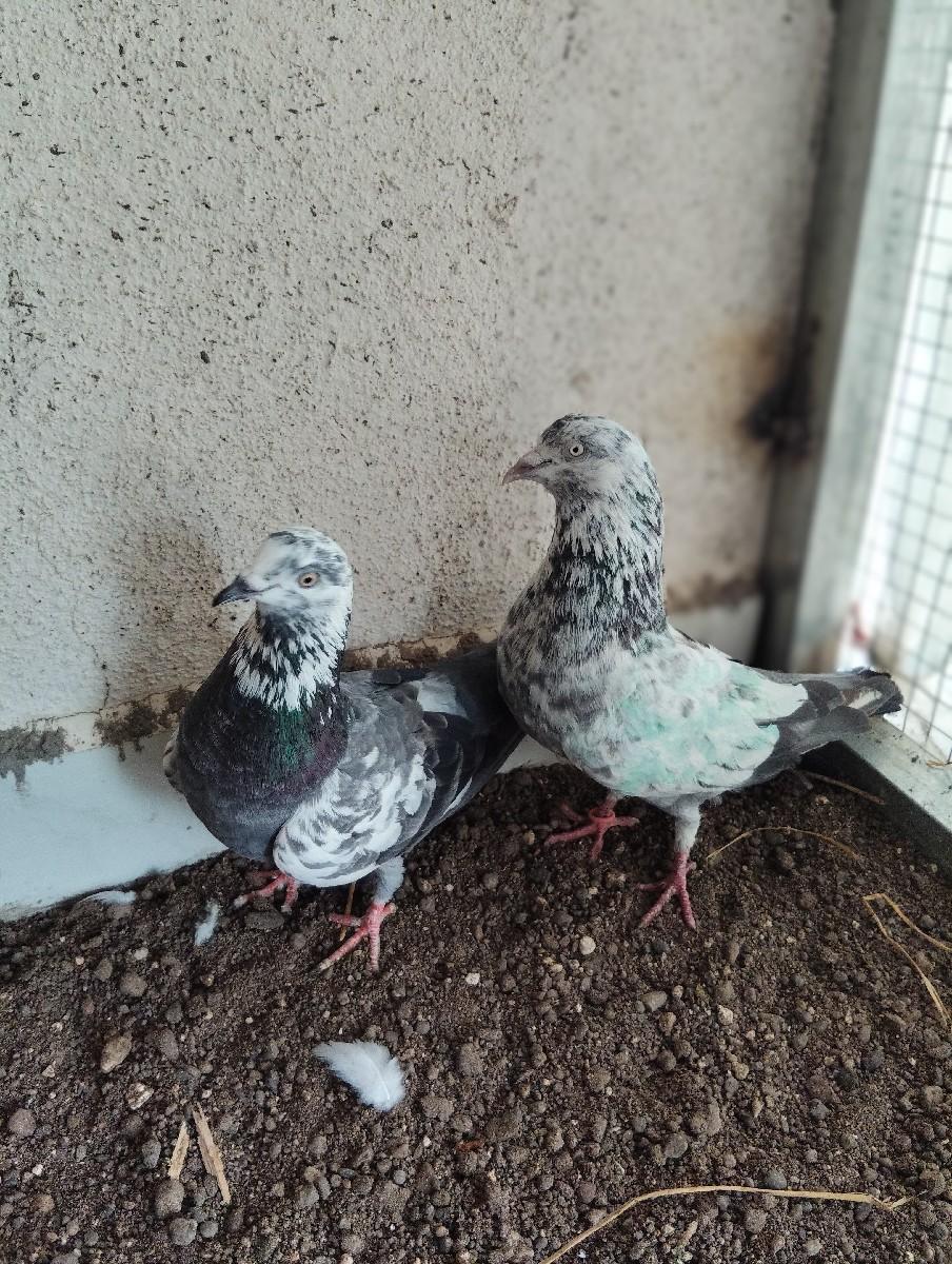 કબુતર વેચવાના છે