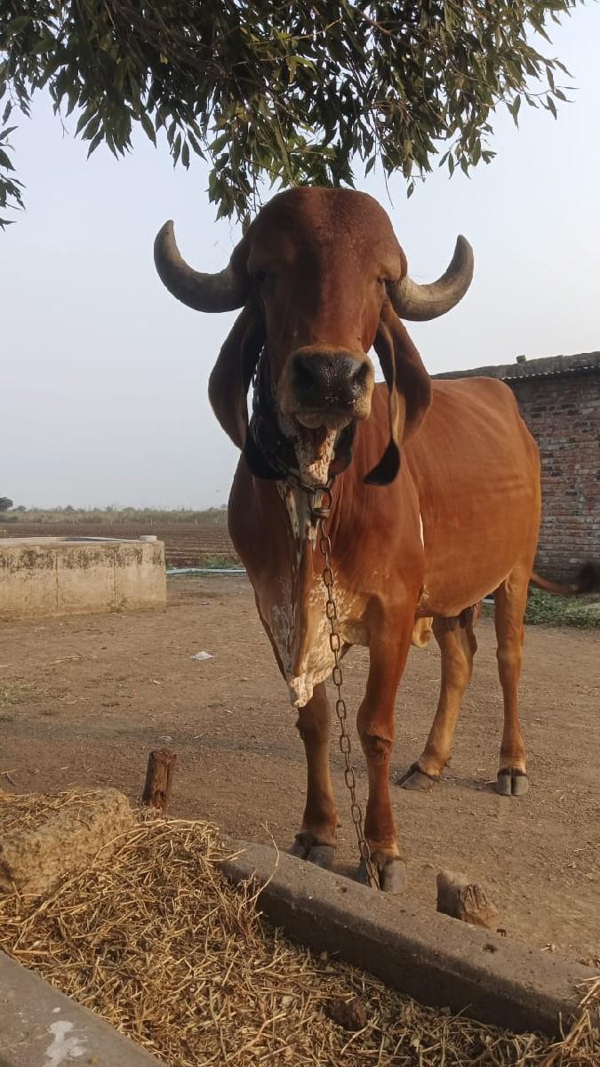 થંબનેલ 3