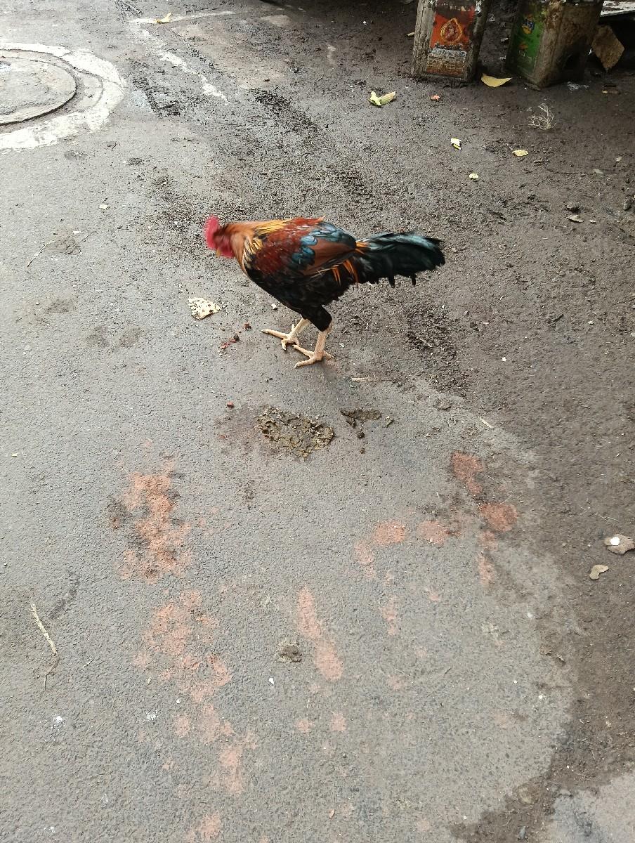 थंबनेल 3