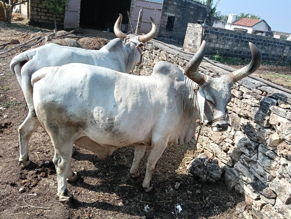 થંબનેલ 3