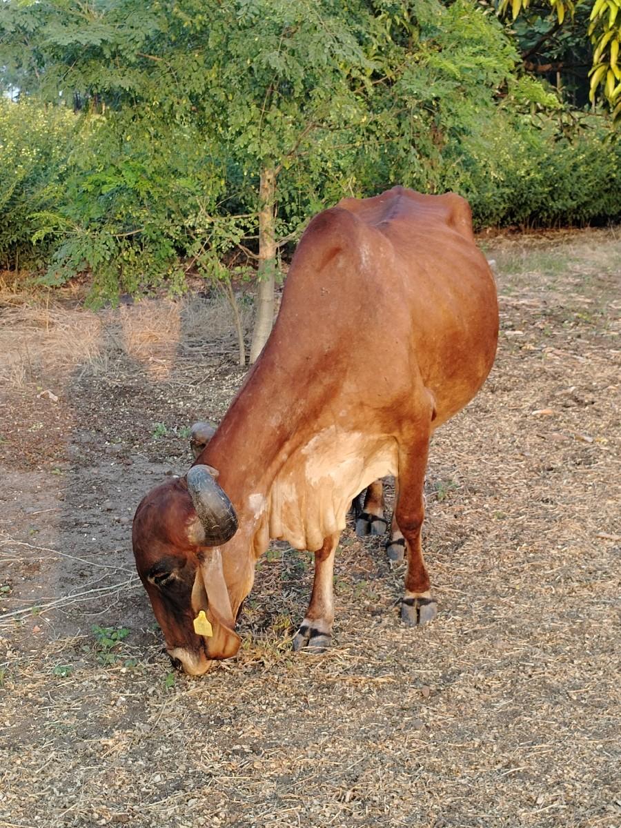 ગાય વેચવાની છે