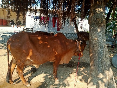 थंबनेल 3