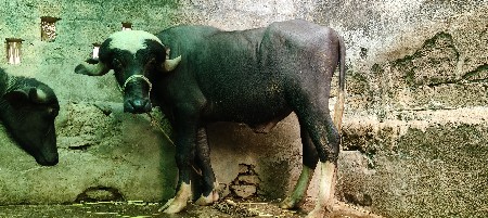 થંબનેલ 3