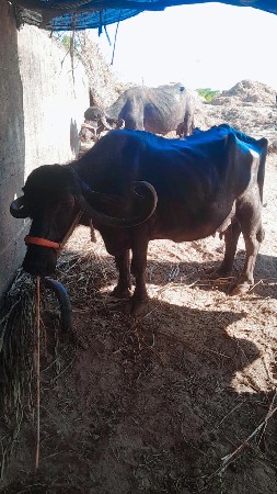 थंबनेल 2