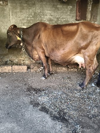 ગાય વેચવાની છે