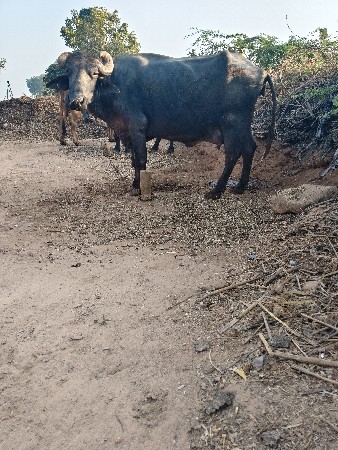 ભેંસ વેચવાની છે