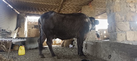 ભેંસ વેચવાની છે