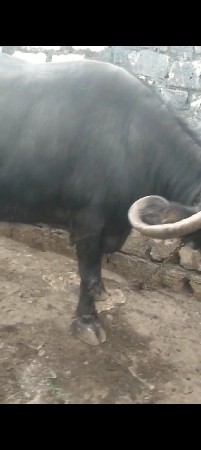 ભેંસ વેચવાની છે