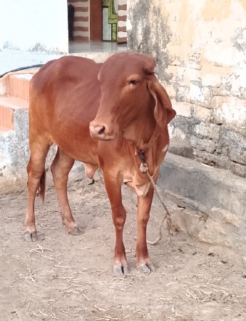 સૂવર્ણ કપીલા ગીર વાછડી