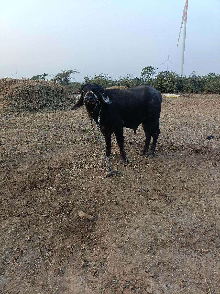 થંબનેલ 3