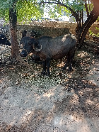 પાડોવેસવાનોસે