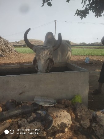 બળદ વેચવાનો છે