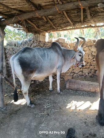 થંબનેલ 2