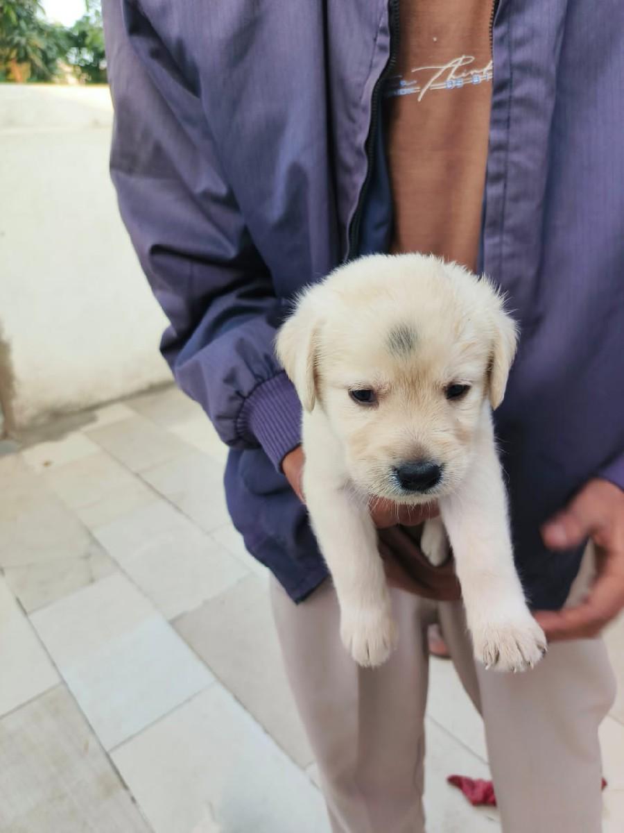 લેબ્રાડોર ફીમેલ ગલૂડિયાં પ્યૉર