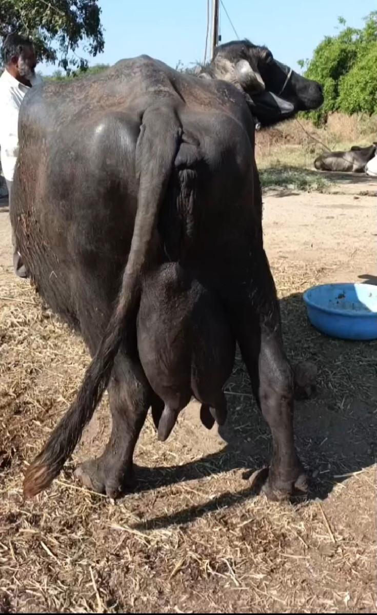 થંબનેલ 2