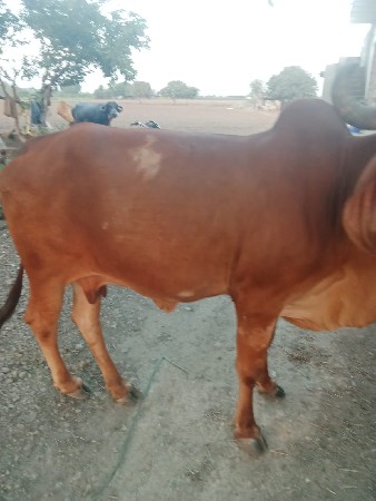 3 વેતર માં છૂ