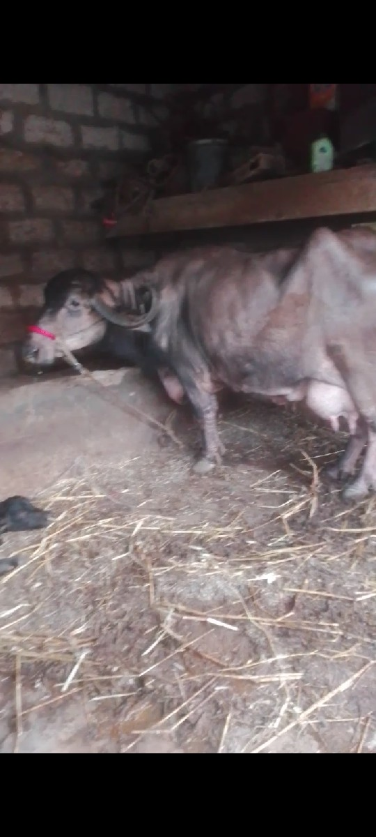 थंबनेल 3