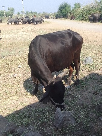 थंबनेल 3