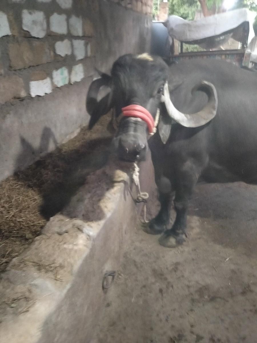 थंबनेल 3