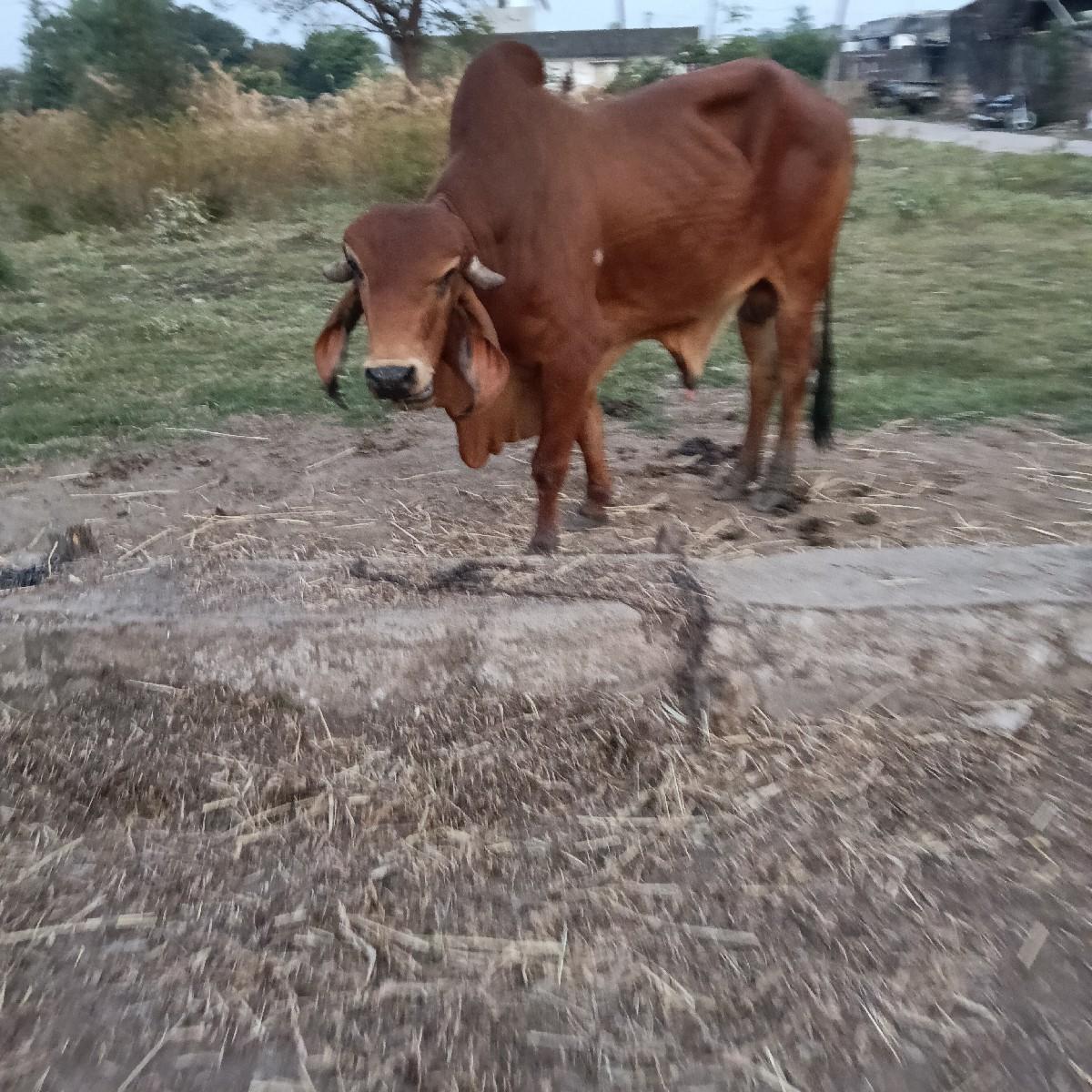 थंबनेल 3