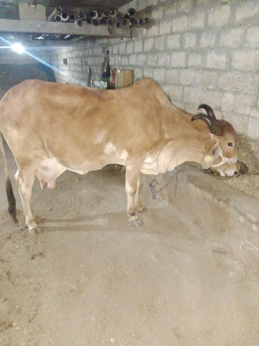 ગાયવેચવાનીછે