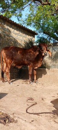 થંબનેલ 3