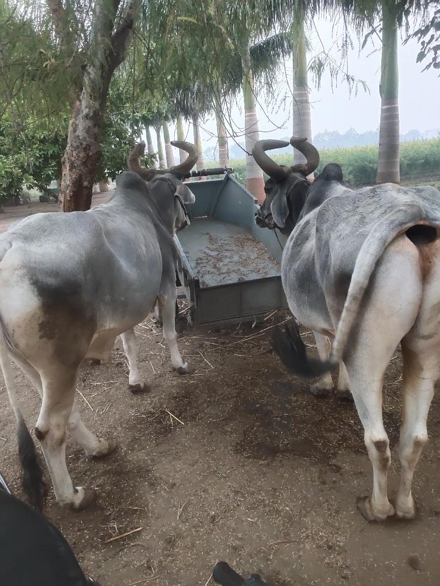 બરદ વેચવા ના છે