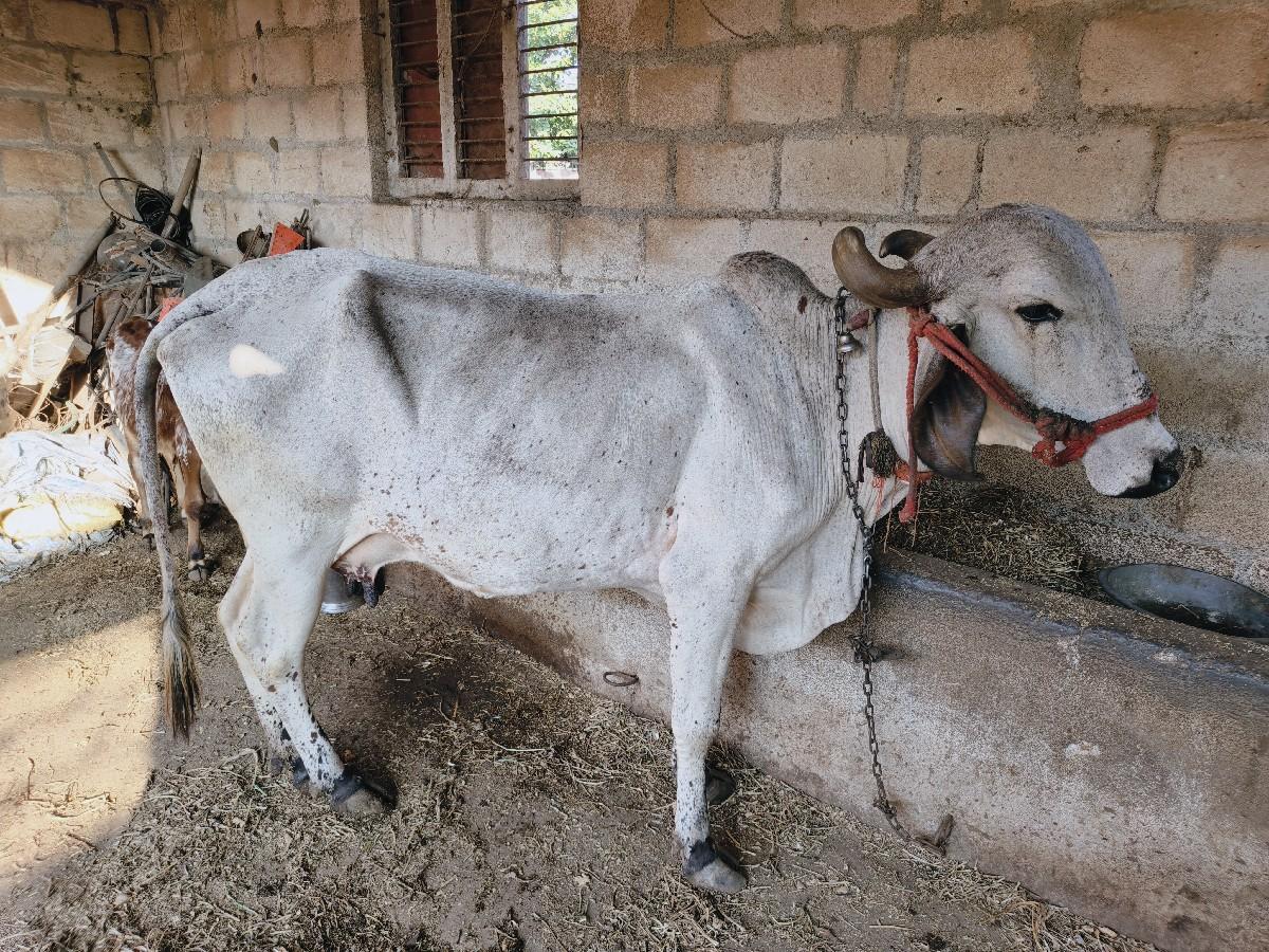 થંબનેલ 3