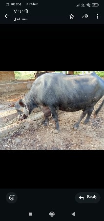 બીજું વેતર 2મહિના વ્યાએલ