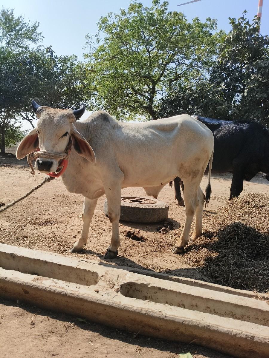 થંબનેલ 2