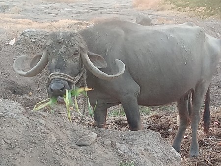 1 ખડેલિછે 2 બિજૂદોવાદિયેછે