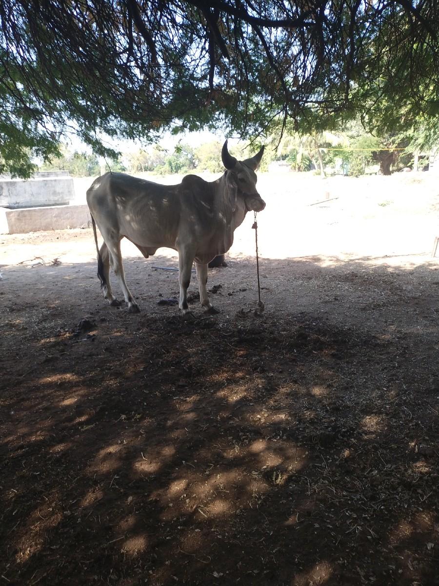 વેસવા નો છે