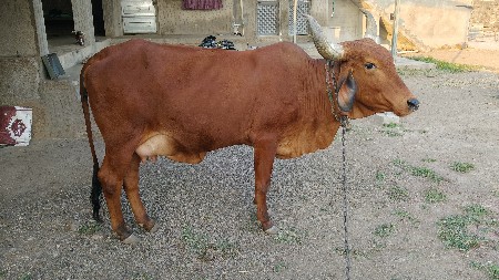 थंबनेल 3