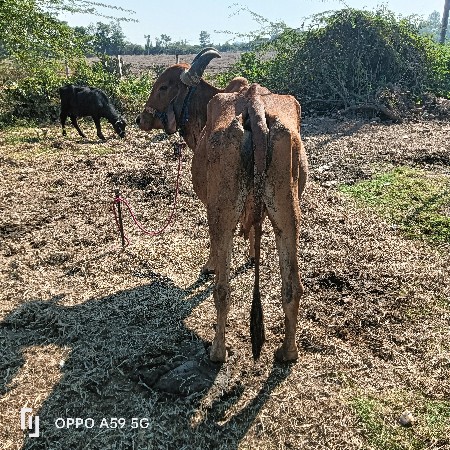 થંબનેલ 2