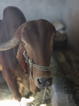 ગાય વેચવાની છે  ગીર