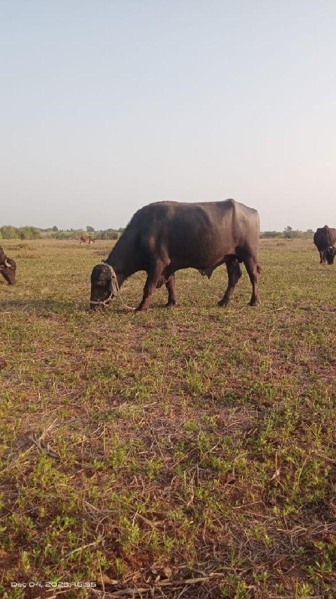 थंबनेल 2