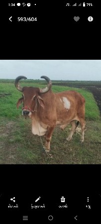 બરદ વેચવાનો છે