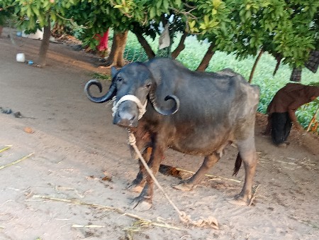 थंबनेल 2