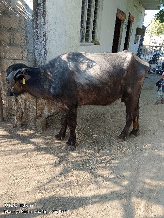 વેસવાની છે