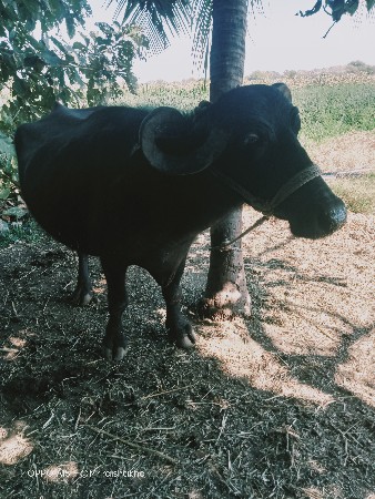 થંબનેલ 2