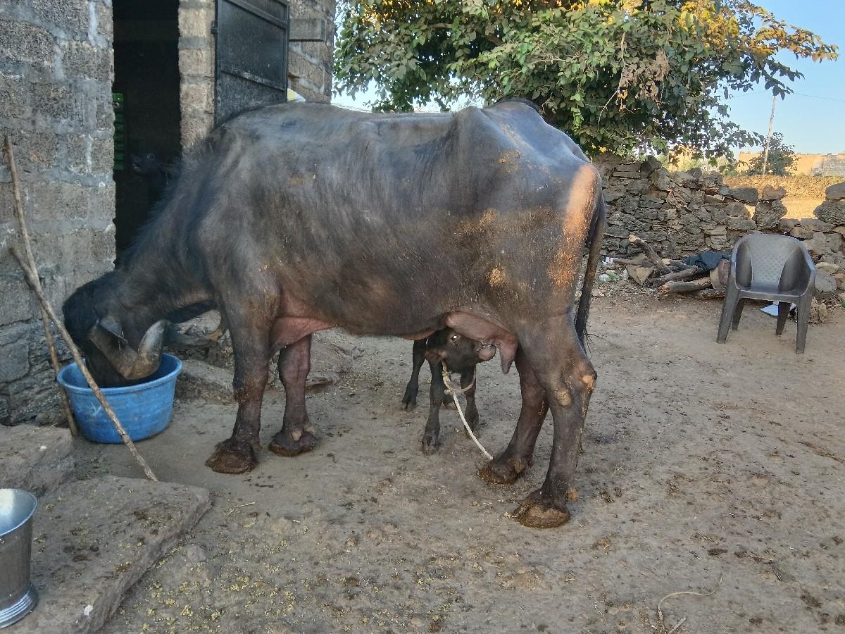 थंबनेल 2