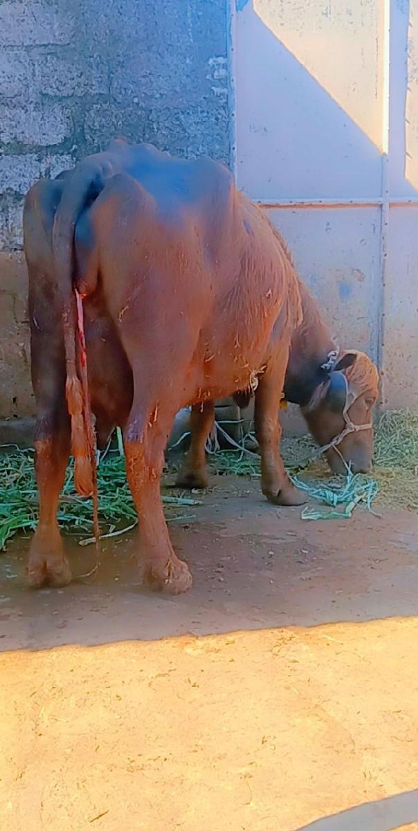 थंबनेल 3