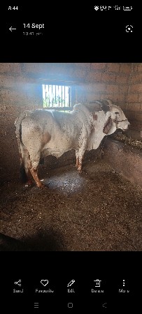 થંબનેલ 3