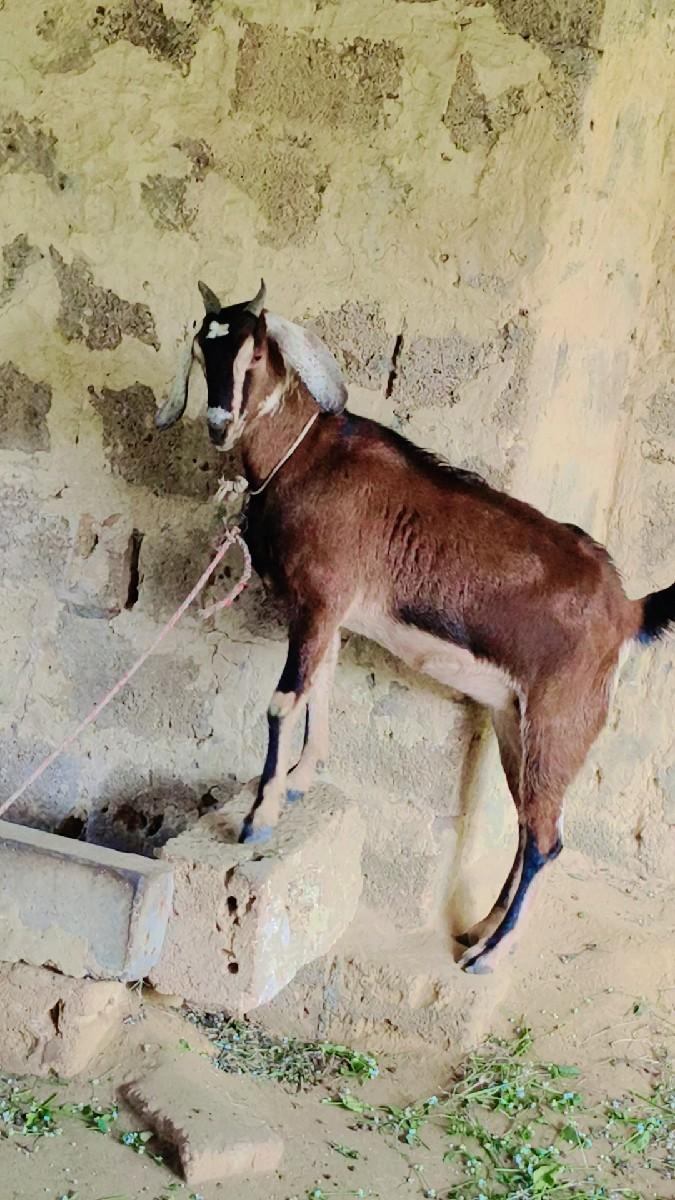 थंबनेल 3