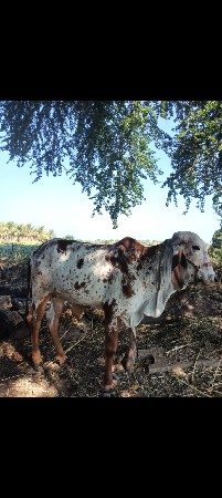 थंबनेल 2